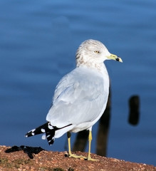 Seagull standing at Lake Shore