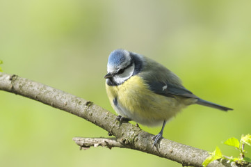 M&eacute;sange bleue Parus caeruleus 