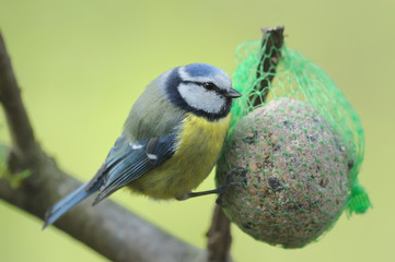 Mésange bleue