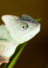 Chameleon