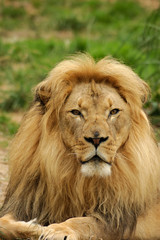 African lion male