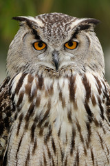 Eurasian eagle owl