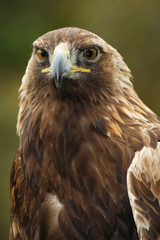 Golden eagle portrait