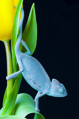 Fototapeta premium Chameleon & Tulip