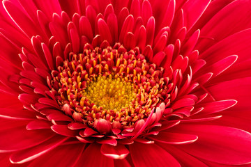 red flower close-up