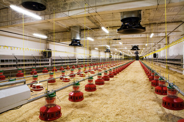 poultry farm - 7225945