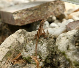 Gecko in rocks