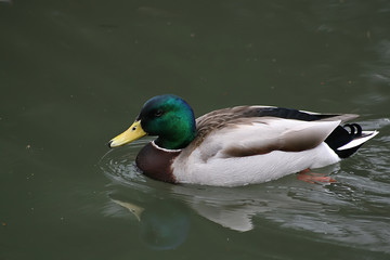 Duck.