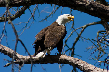 Mature Eagle