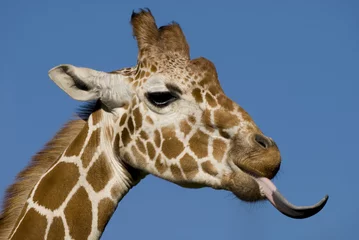 Photo sur Plexiglas Girafe Bleeh