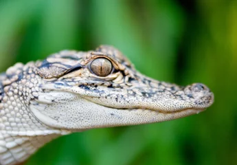 Foto op Plexiglas Krokodil Jonge, eenjarige zoutwaterkrokodil