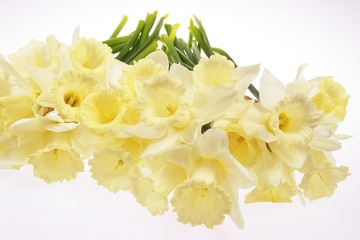 The bunch of daffodils