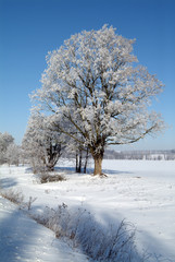 Winter day, beautiful hoarfrost and rime on trees