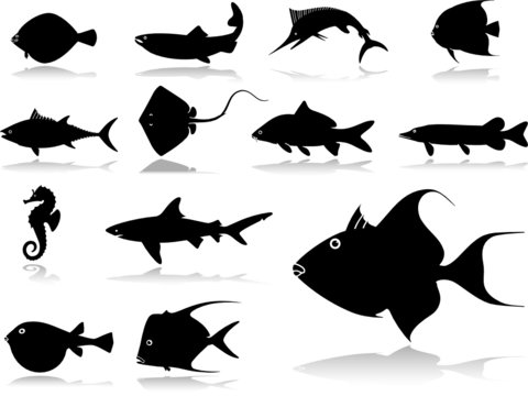 Set icons - 22. Fish. Set of twelve vector icons