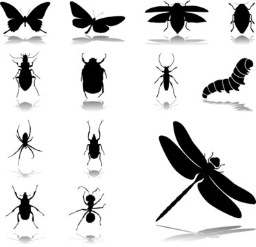 Set icons - 24. Insects. Set of twelve vector icons