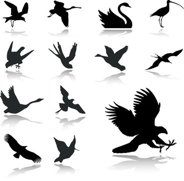 Set icons - 27. Birds. Set of twelve vector icons