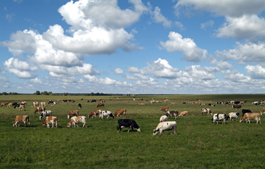 Obraz premium Cows are grazed on a meadow
