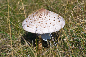 Parasol Mushroom