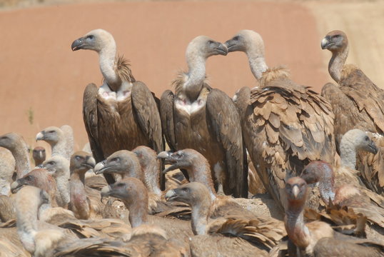 buitres leonados