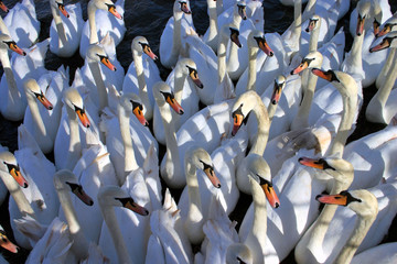 A gaggle of hungry swans