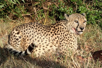Cheetah at Kill