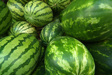 Ripe big water-melons 