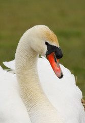 white swan, close-up - 7230912