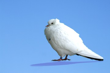 weiße Taube