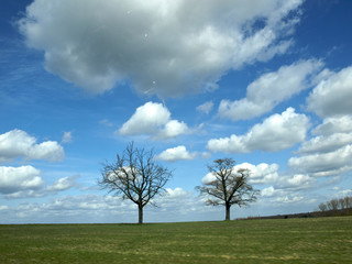 Fototapeta na wymiar Bäume unter Wolkenhimmel