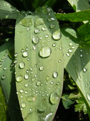 Regentropfen auf Blatt