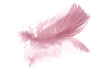 pink feather on white