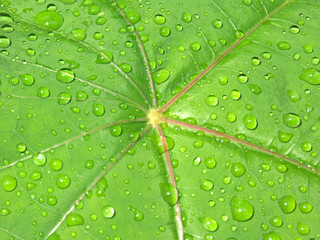 Fototapeta na wymiar Krople deszczu na parasolem liści
