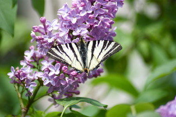Farfalla, iphiclides podalirius