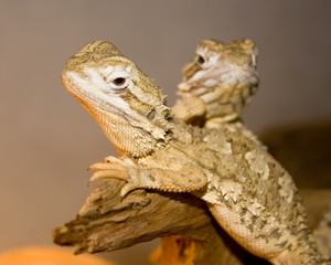 Two Lizards