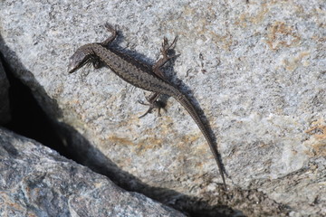 Lizard on the rock