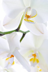 Fototapeta na wymiar Orchid freshness.