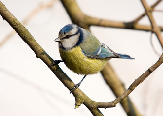 Portrait of bluetit (Parus coeruleus)