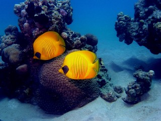Maskarill -Masken- Falterfisch (Chaetodon semilarvatus)