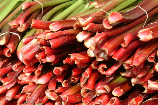 Bottes de rhubarbe