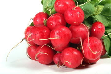 Botte de radis