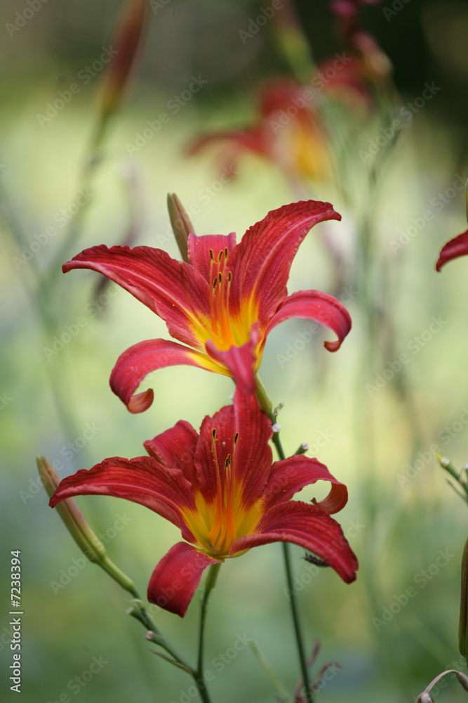 Canvas Prints flower closeup