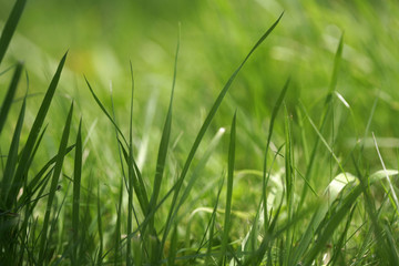 grass