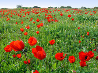 Spring poppies