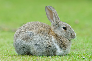 European Rabbit (Oryctolagus cuniculus)Rabbit