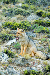 Patagonian Fox (Dusicyon culpaeus)