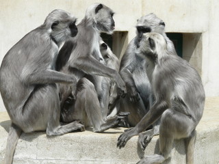 assemblée de singes