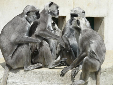assembl&eacute;e de singes