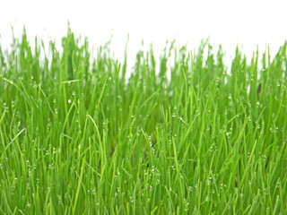 rosée du matin sur herbes