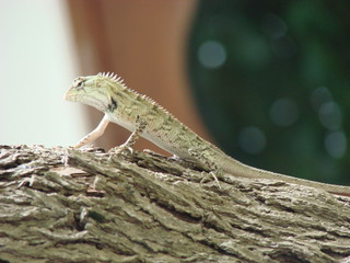 rettile