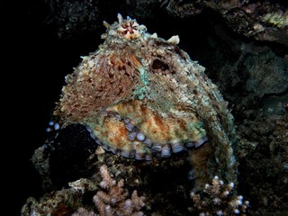 Krake bei Nacht (Octopus)